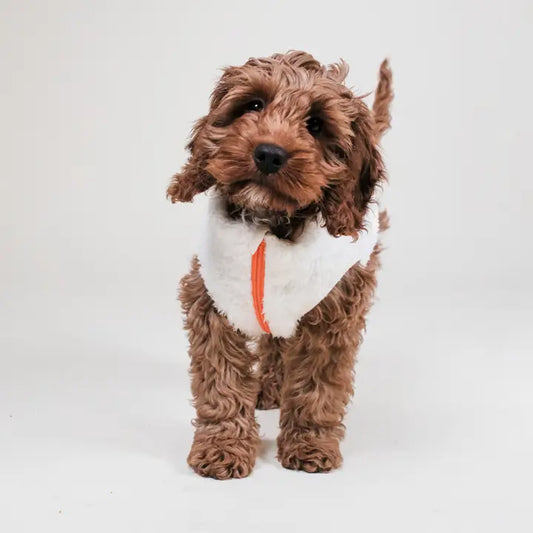 Sherpa Fleece Dog Vest - Cream
