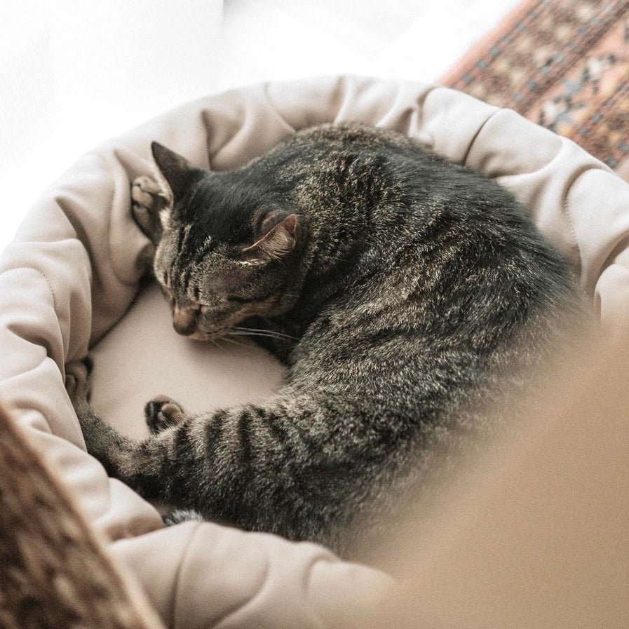 Taart Dog Bed