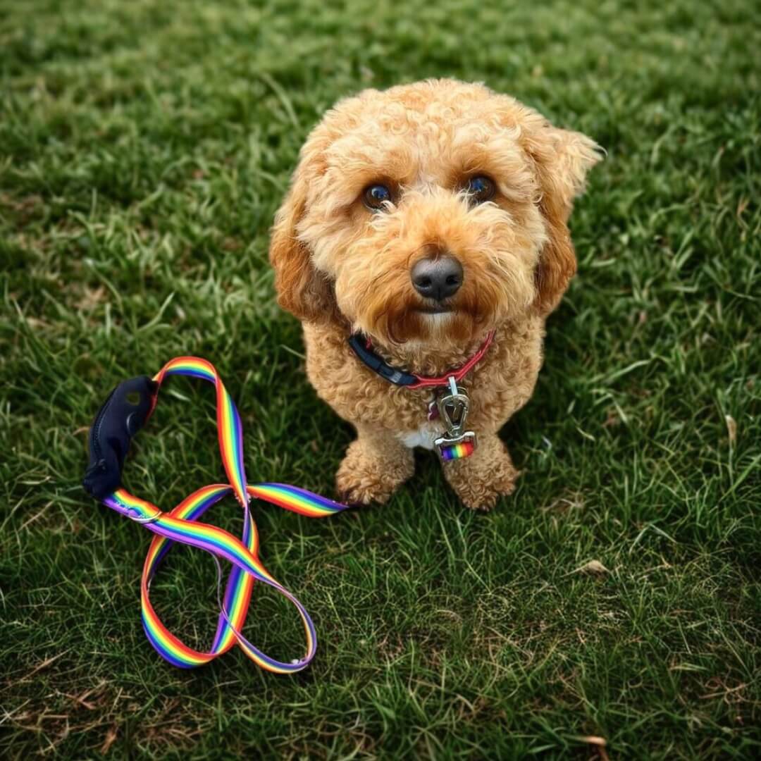 Rainbow Lead – Built-In Pocket