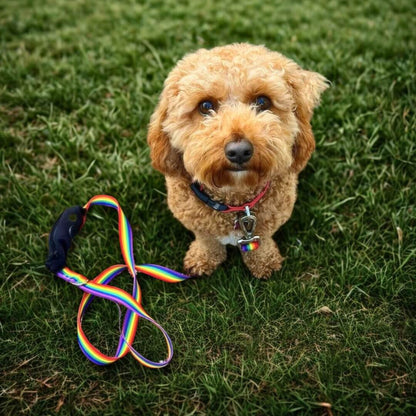 Rainbow Lead – Built-In Pocket
